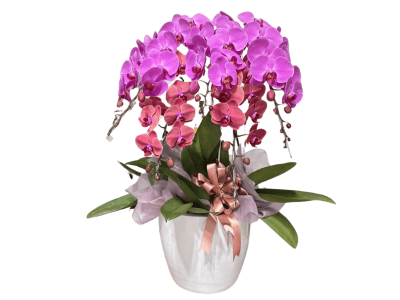 Anggrek Phalaenopsis Berwarna Cerah - Phalaenopsis