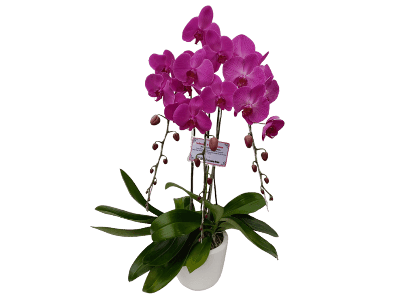 Anggrek Phalaenopsis Ungu Cantik - Phalaenopsis