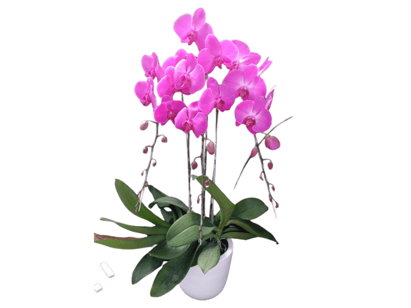 Anggrek Phalaenopsis Segar - Phalaenopsis