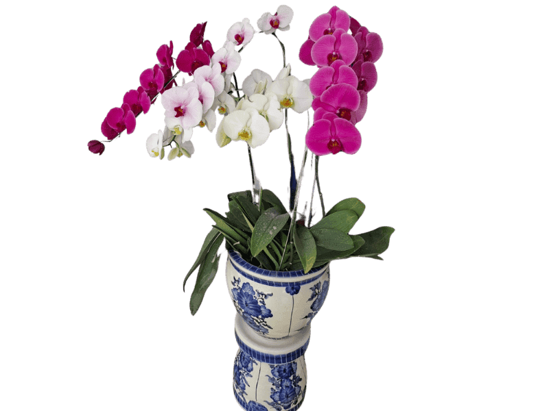 Fantasi Anggrek Campuran - Mixed Orchid