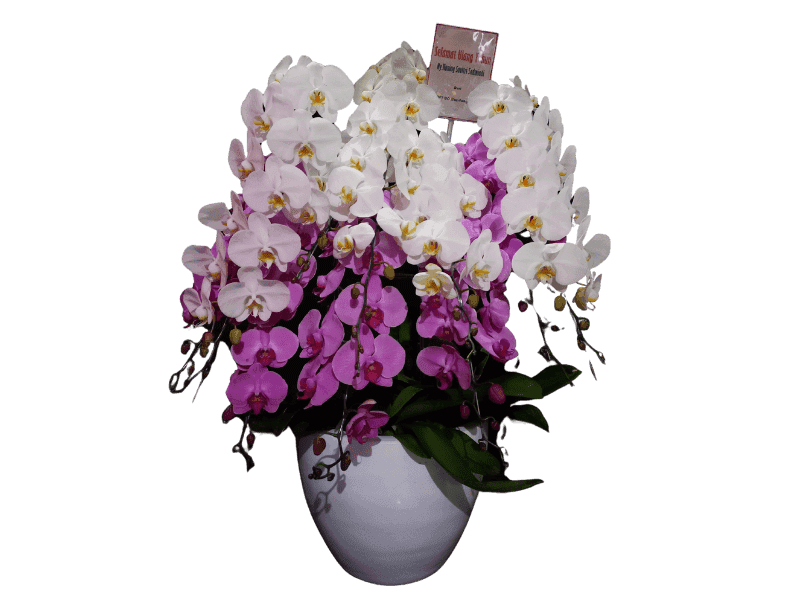 Anggrek Campuran dalam Vas - Mixed Orchid