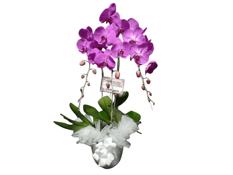 Anggrek Phalaenopsis Cantik - Phalaenopsis