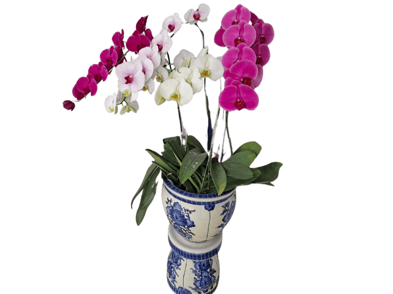 Fantasi Anggrek Campuran — Mixed Orchid